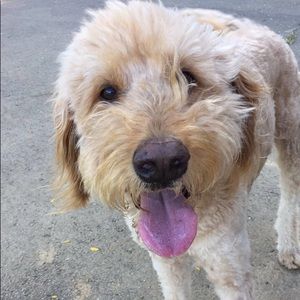 Meet your Posher, Maddie